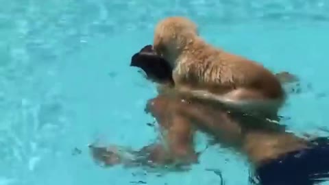 Puppy sit on back of the man to swim in pool