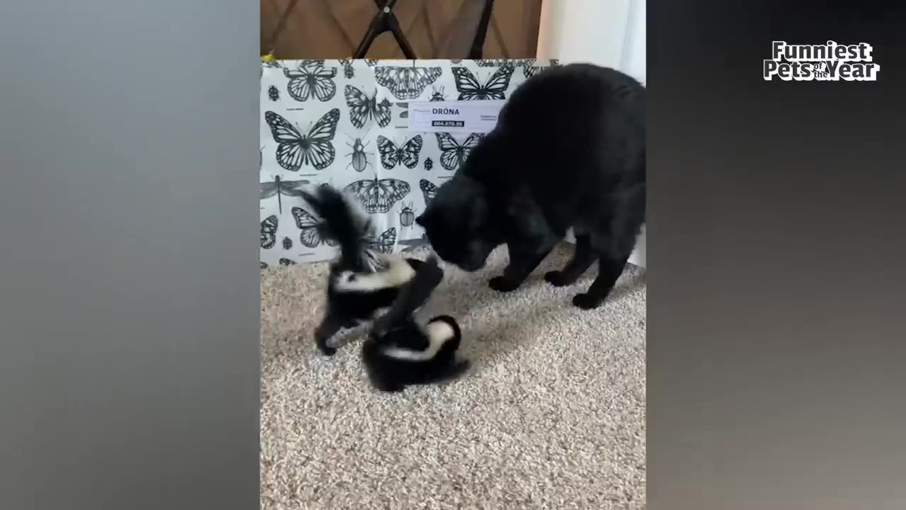 animal funny