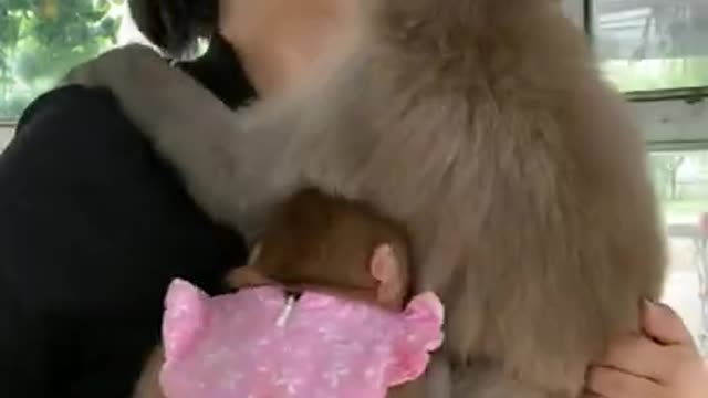 Funny monkey clip videos