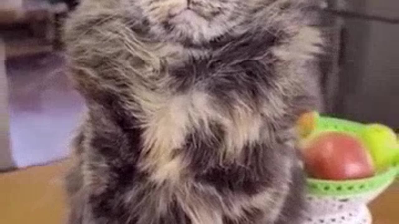 Funny Animal Videos 2022 2023