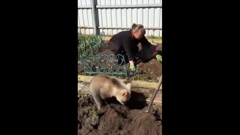 Bear Cub Loves To Help Garden