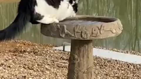 Animal Love Funny