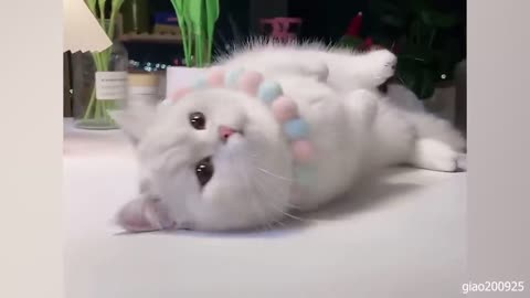 Cute cat