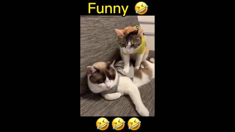 pet funny moment complication