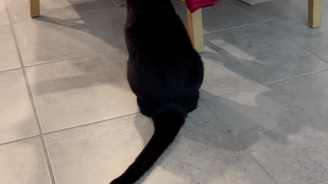 Rescue Cat Precious Piper Investigates Coat #shorts