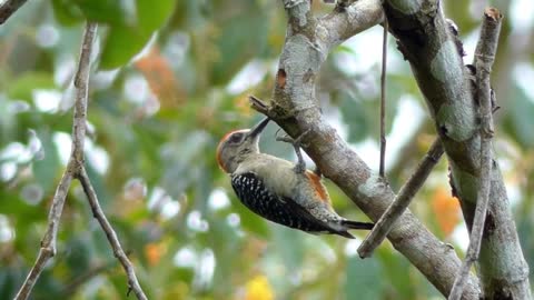 Cute Animals - Funny and Cute Birds Eating And Singing