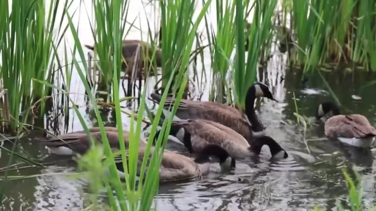 duck // 🐦 bird swimming