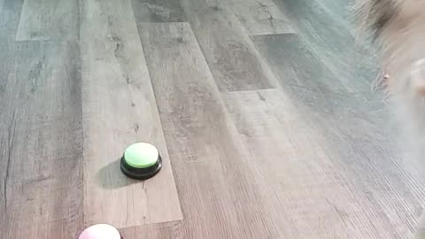 Malamute husky learns how to ask for more food 2