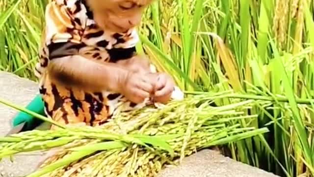 This monkey is so good that he can cut wheat#monkey #wheat #cutemonkey