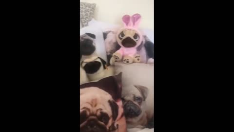 Stealthy pug hides in sea of pug merchandise