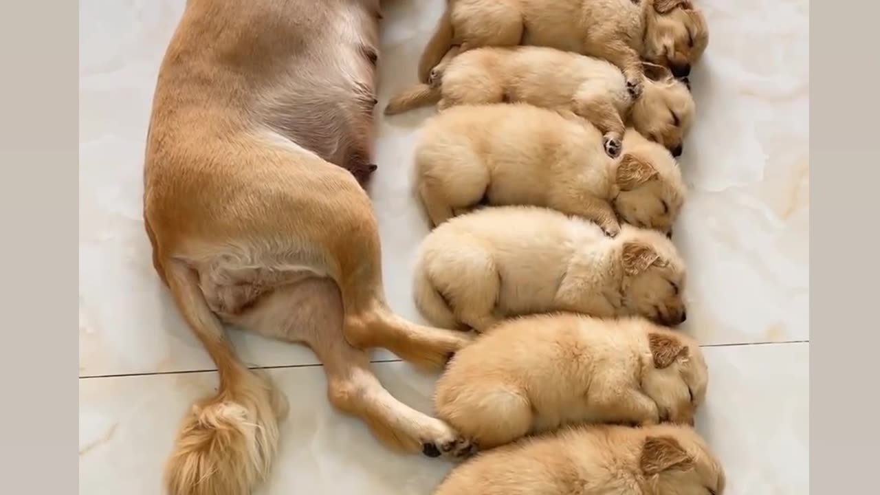 Dogs family Eating and Sleeping