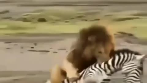 Cute and adorable animal behavior makes anyone happy to see it