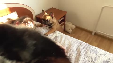 Funny Animals Rumble compilation 2023 - New Funny Animals 😂 Funniest Cats and Dogs Videos 😺🐶