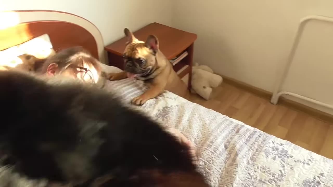 Funny Animals Rumble compilation 2023 - New Funny Animals π Funniest Cats and Dogs Videos πΊπΆ