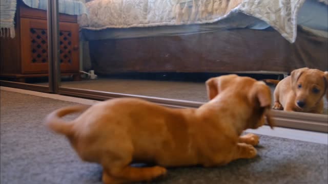 Dog has Scared by Self Reflection in the Mirror