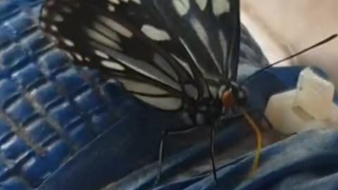 pretty butterfly