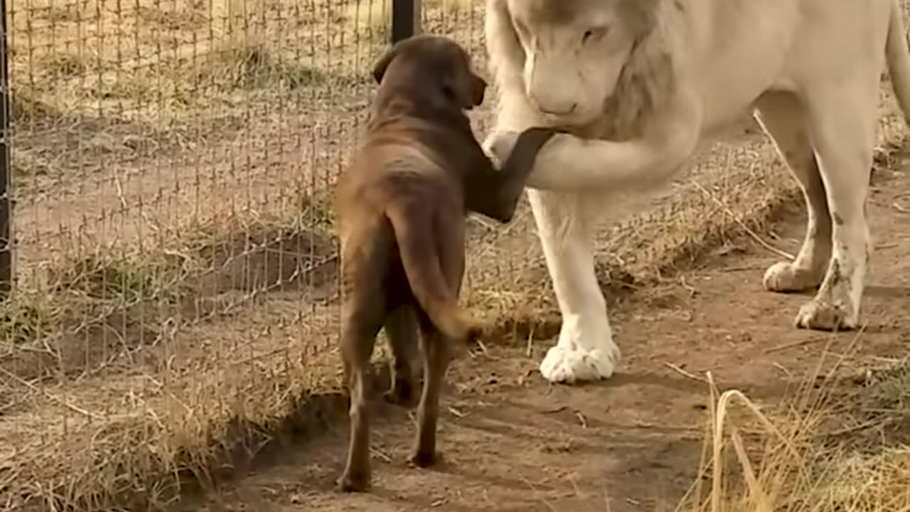 Cute Lion Gives Smooches to Puppy's Paw!