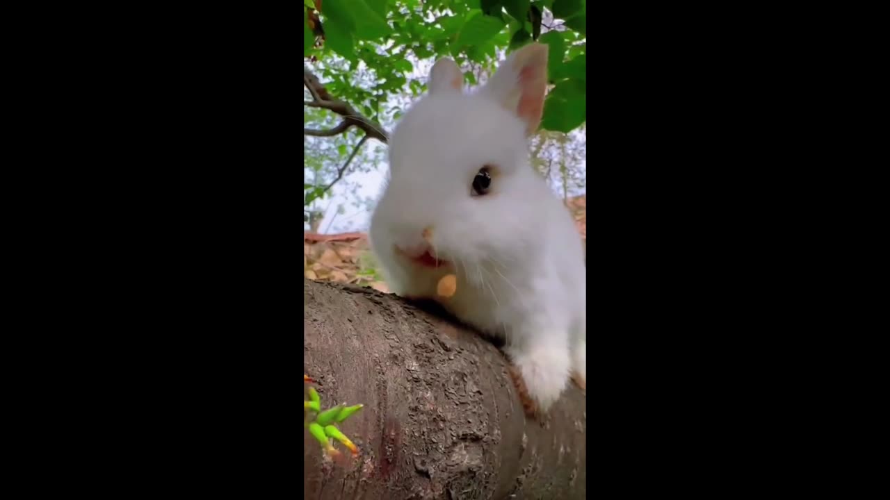 Smart and cute little rabbit eats cherry spit pits