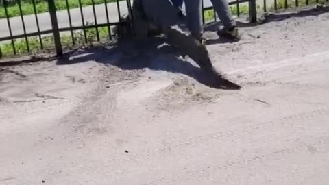 Giant alligator bends metal fence while forcing its way through