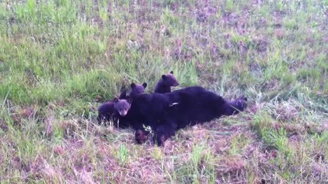 Bear Cubs Stay with Mom until wildlife rescues them