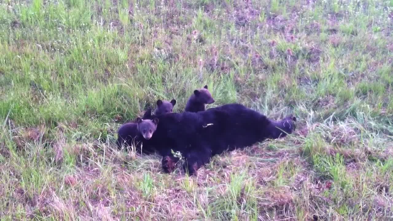 Bear Cubs Stay with Mom until wildlife rescues them