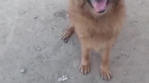 Beautiful Dog 🐕 Video