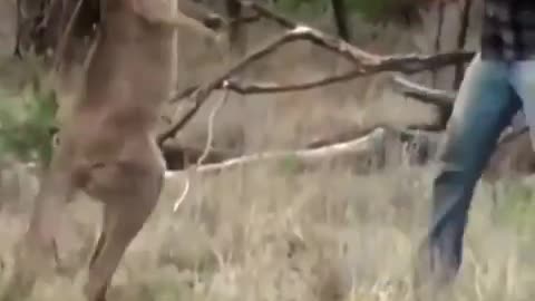 Kangaroos are unreak animals Imaoo