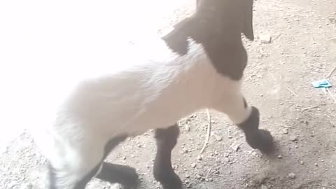 Baby goat