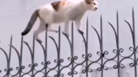 Ninja cats