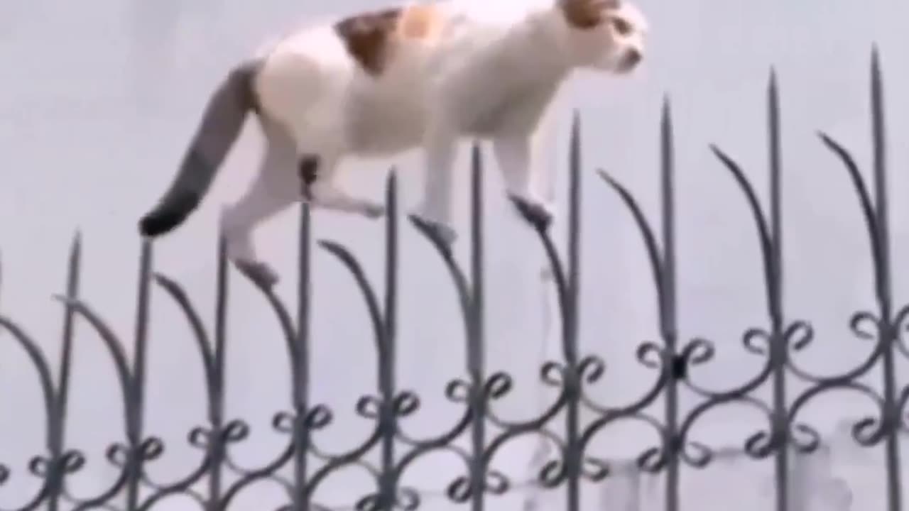 Ninja cats