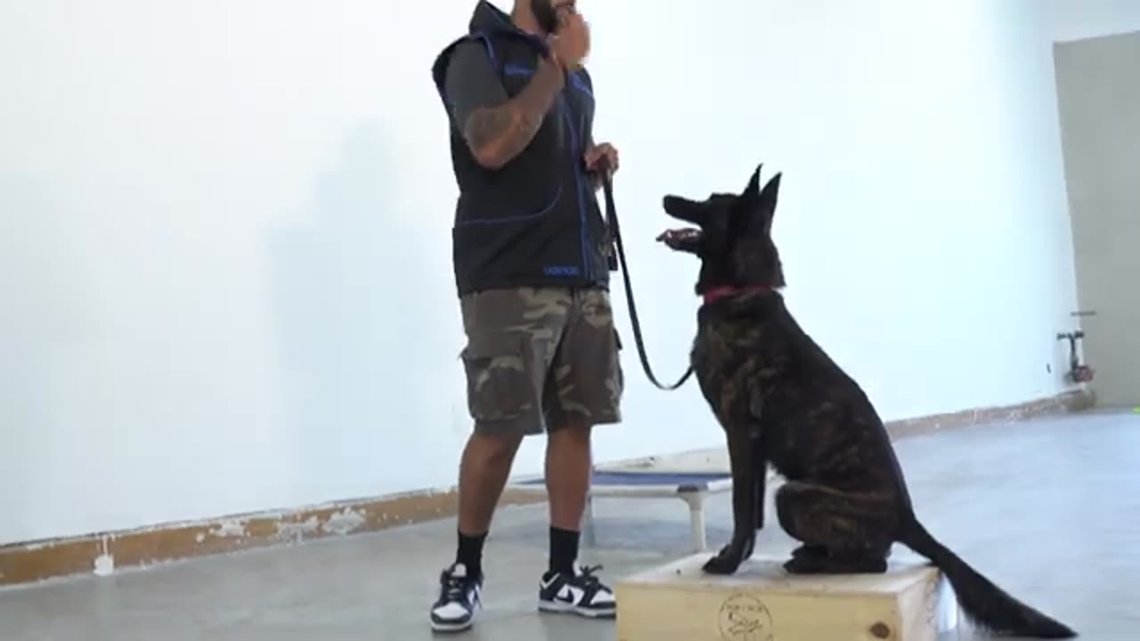 how to teach 🐕 dog