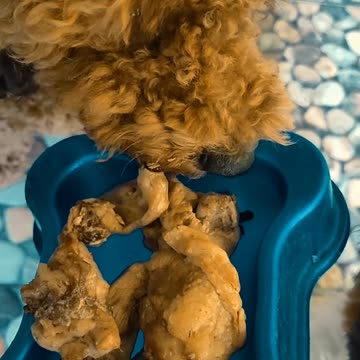 Poodle eat chicken so delicious
