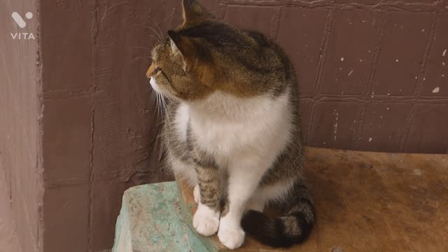 Cat funny video | funny cat video | funny animals | cat movies | cats video