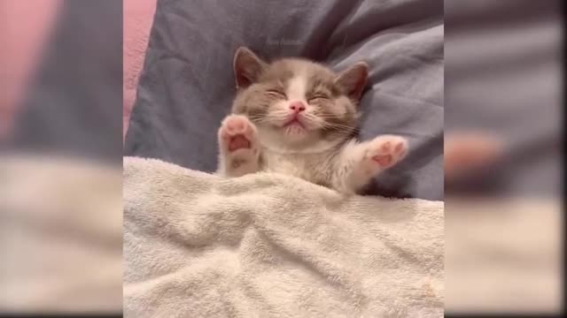 Baby Cute and Funny Cat Videos Compilation