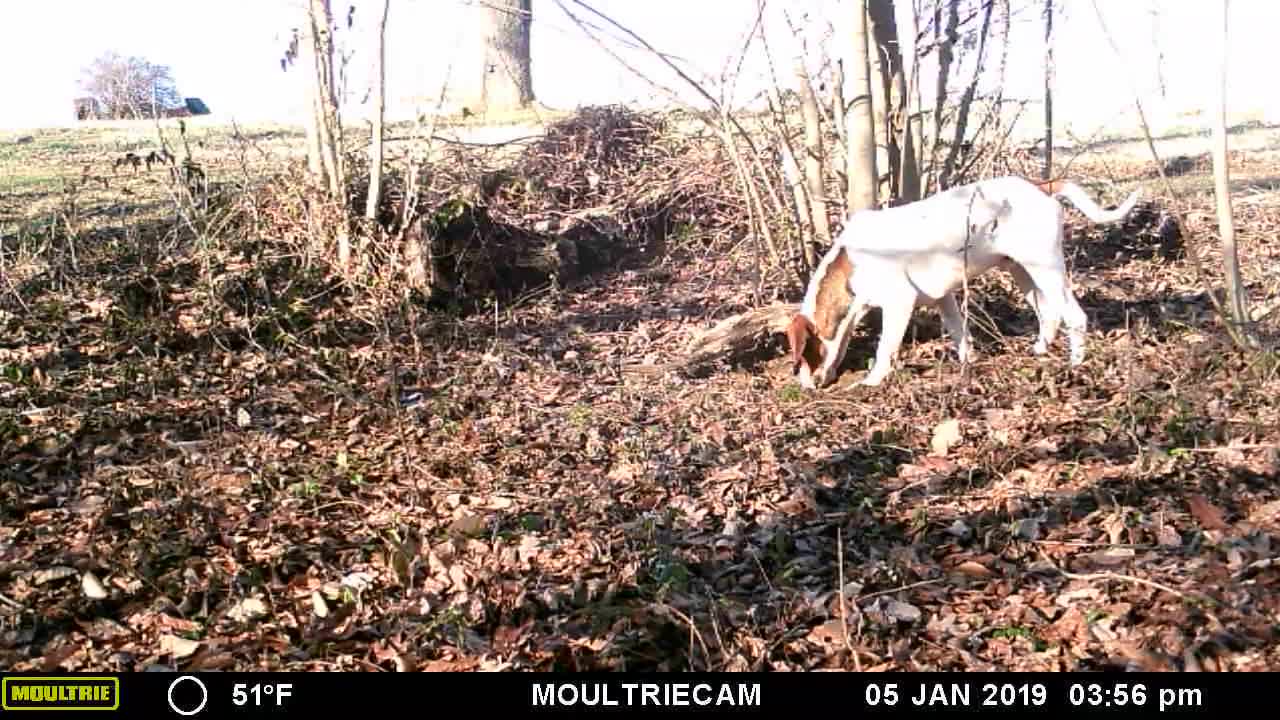 COON DOG LUCKY DAY