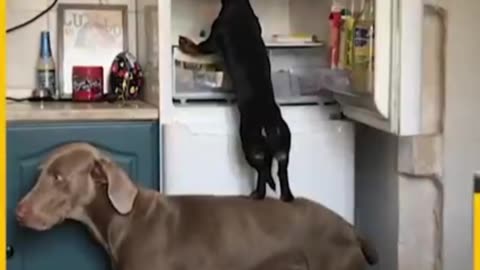 Hilarious Dogs And Food Moment