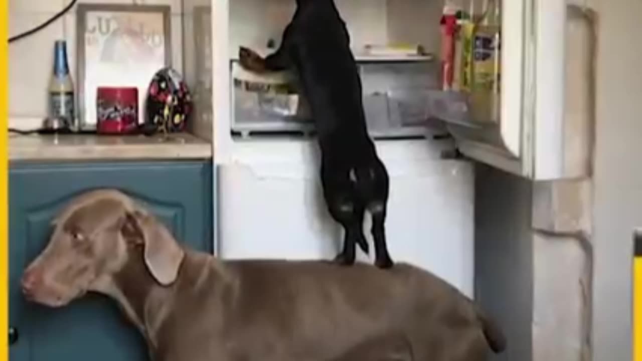 Hilarious Dogs And Food Moment