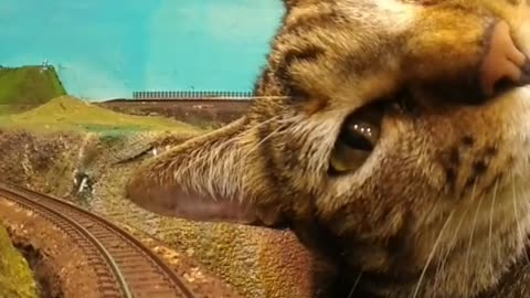 Cat and small train