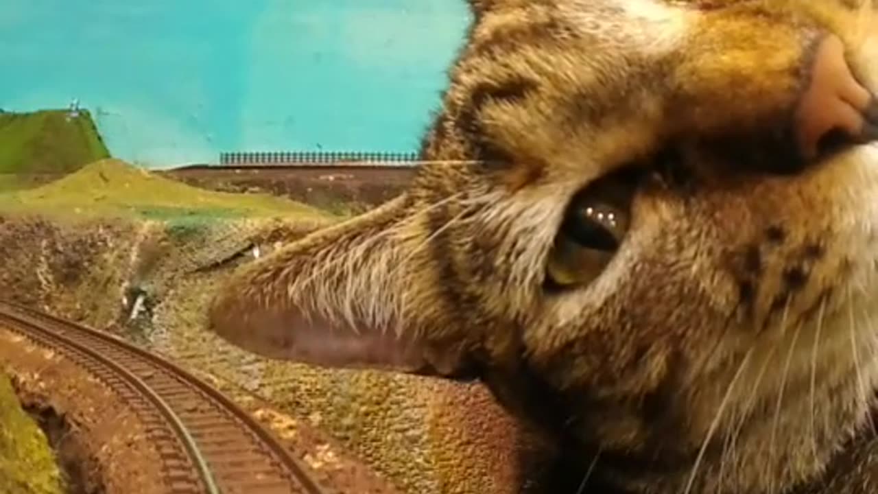 Cat and small train