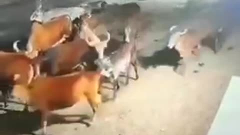 Lion attack