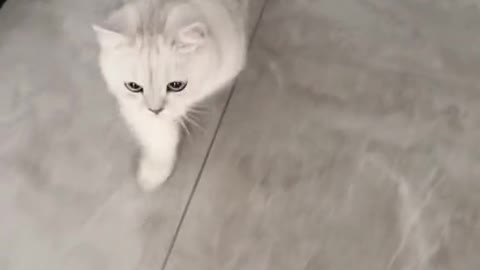 My cat is as cute as this one