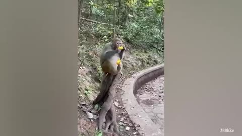 Laugh a Lot With The Funny Moments Of Monkeys 🐵 Funniest Animals Video