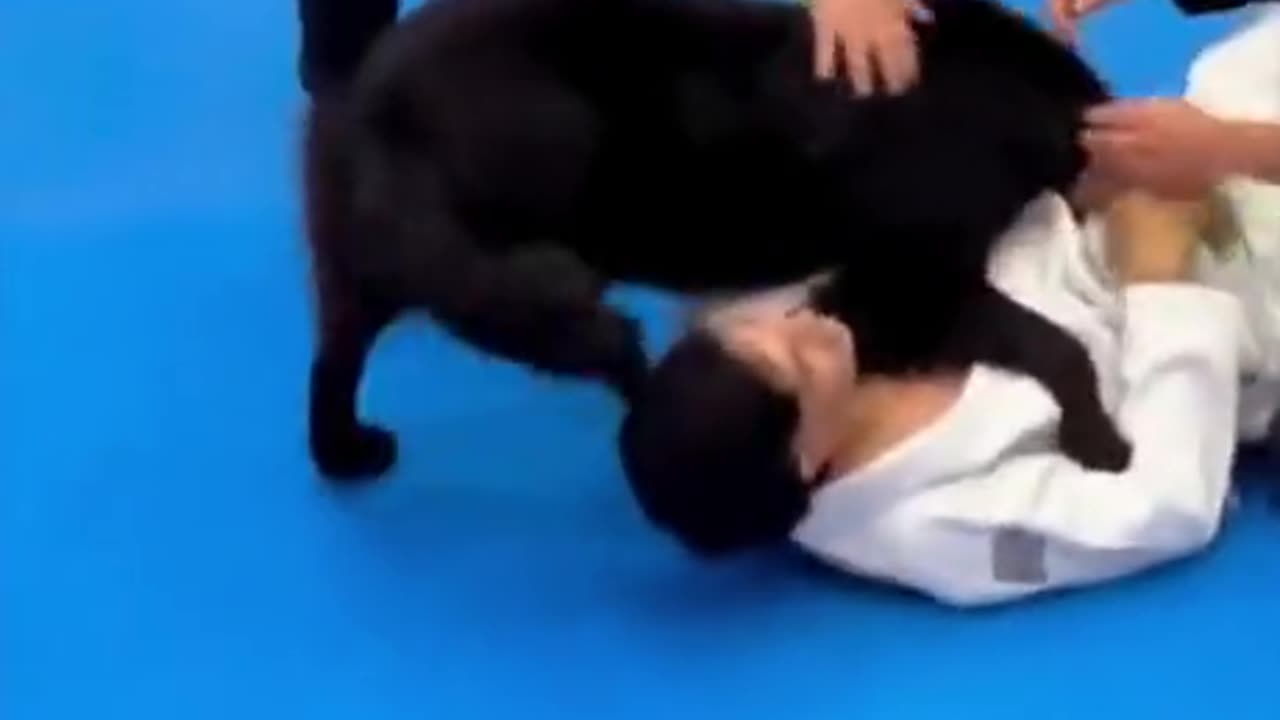 Dog rushes in a jujutsu competition to help his fallen owner