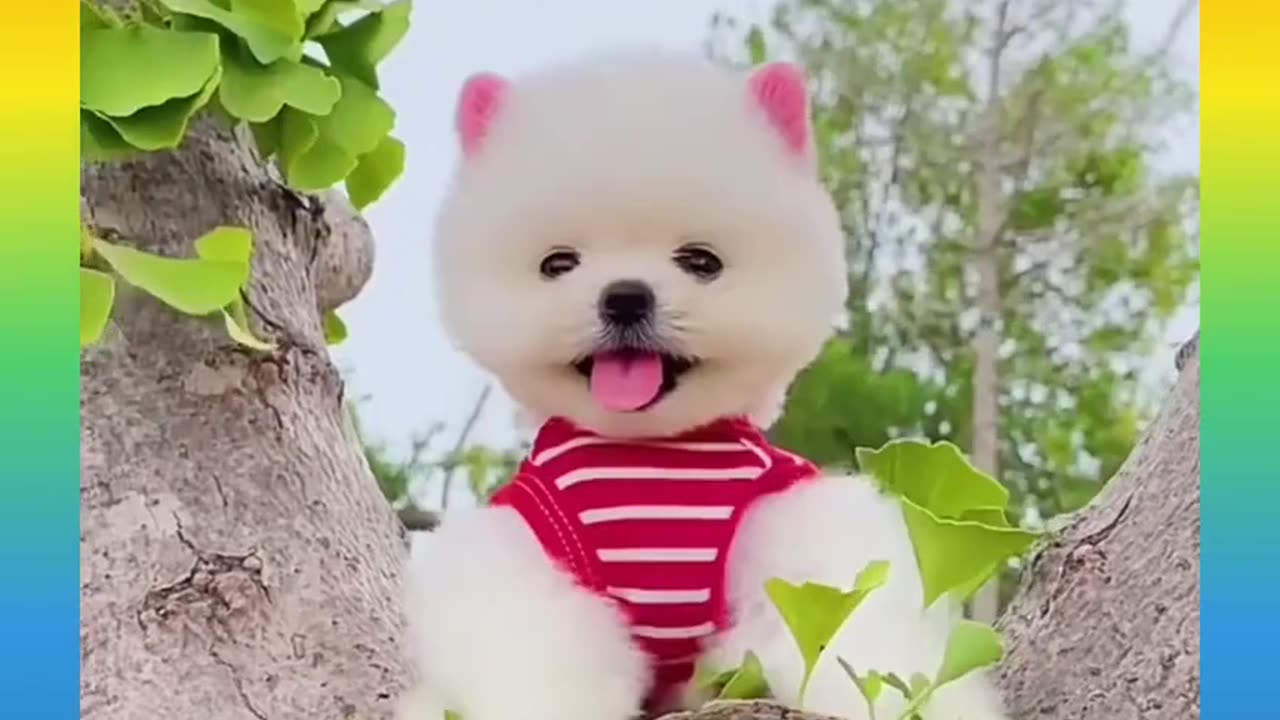 35 Cute and Funny Dog Videos Compilation #short #Funny Animals