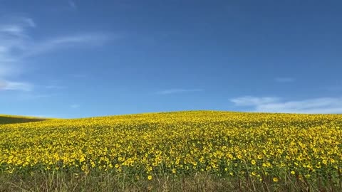 美瑛 北海道 北の国から