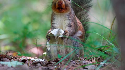 The squirrel Love to Eat