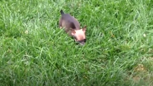 Tiniest Puppy Loves To Race Around On His Wheels The Dodo Little But Fierce