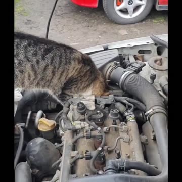 Cat Graduate of Mechanical Engineering 😹