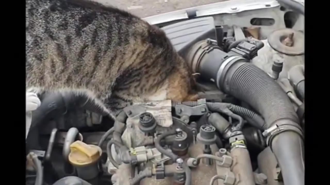 Cat Graduate of Mechanical Engineering 😹