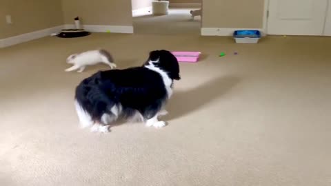 Tiny Ragdoll Kitten Ambushes Cavalier King Charles